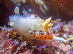 Goniobranchus setoensis