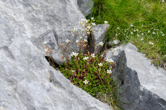 Saxifraga cuneata