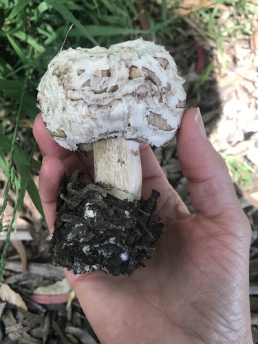 Shaggy Parasol (Chlorophyllum brunneum)