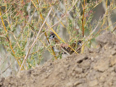 Passer montanus