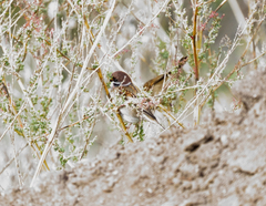 Passer montanus