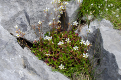 Saxifraga cuneata