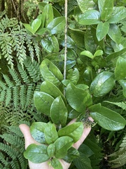 Kadua