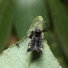 Micrathena triangularis