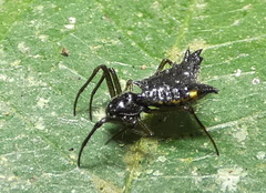 Micrathena triangularis