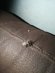 Lagocheirus araneiformis parvulus