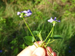 Viola canina
