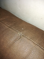 Lagocheirus araneiformis parvulus