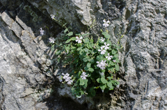 Petrocoptis pyrenaica