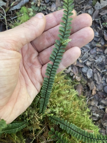 Asplenium hobdyi