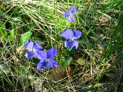 Viola canina