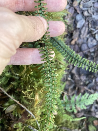 Asplenium hobdyi