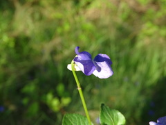 Viola canina