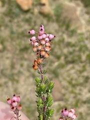 Erica racemosa
