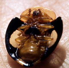 Aspidimorpha fenestrata