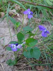 Viola canina
