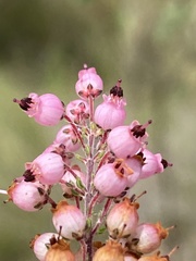 Erica racemosa
