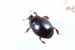 Dendrophilus pygmaeus