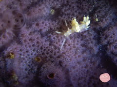 Cratena lineata