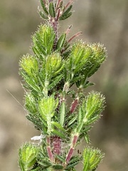 Erica racemosa