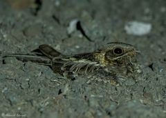 Caprimulgus asiaticus