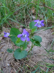 Viola canina