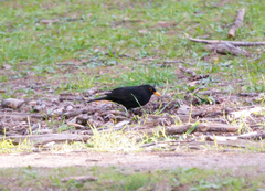 Turdus merula