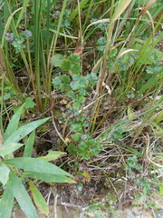 Thalictrum alpinum