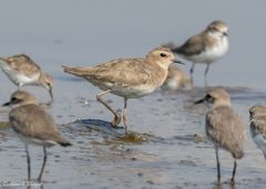Charadrius asiaticus