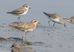 Charadrius asiaticus