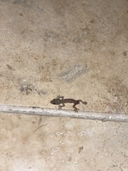 Gehyra mutilata