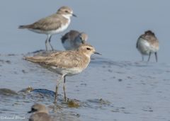 Charadrius asiaticus