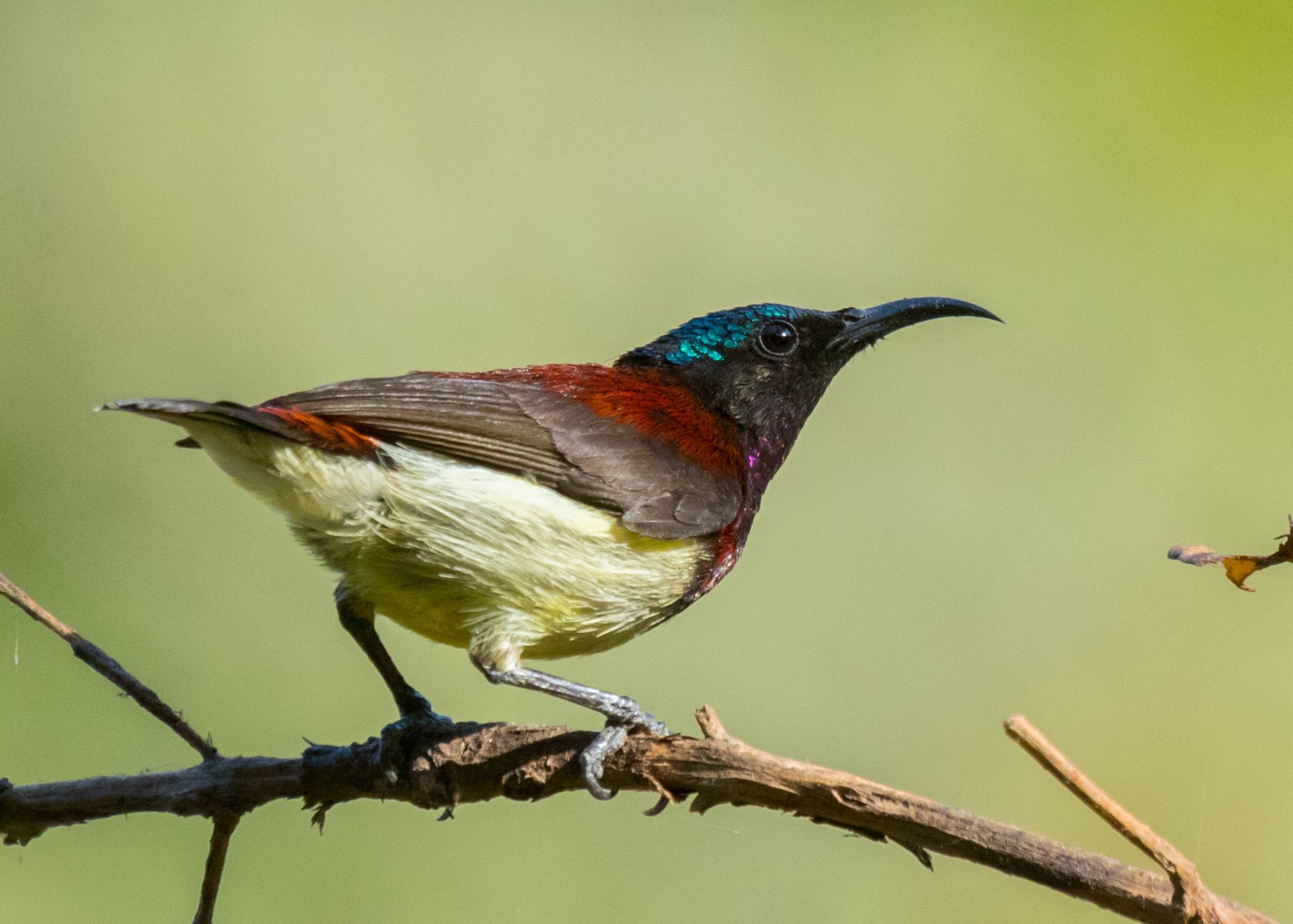 Crimson-backed Sunbird