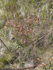 Erica racemosa