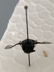 Calyptratae