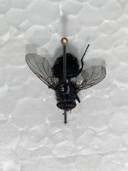 Calyptratae