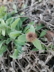 Centaurea pectinata