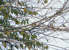 Carduelis carduelis
