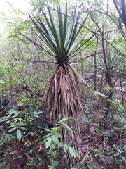 Yucca filifera