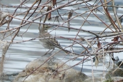 Anthus spinoletta