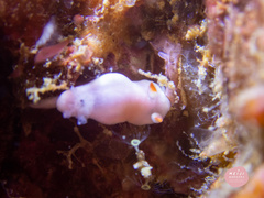 Verconia simplex