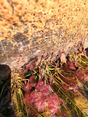 Marathrum plumosum