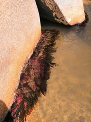 Marathrum plumosum