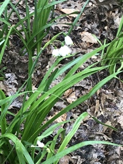 Leucojum