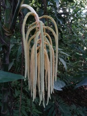 Chamaedorea tepejilote
