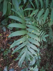 Chamaedorea tepejilote