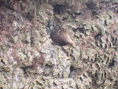 Eriphides hispida
