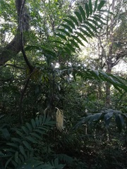 Chamaedorea tepejilote