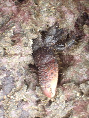 Eriphides hispida