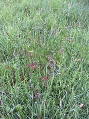 Alopecurus pratensis